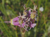 Primula poetica gallery image #2