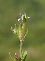 Veronica peregrina var. xalapensis gallery image #1