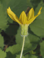 Arnica cordifolia gallery image #1