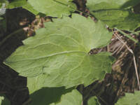 Arnica cordifolia gallery image #2