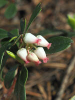 Arctostaphylos uva-ursi gallery image #1