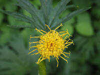 Cacaliopsis nardosmia gallery image #1