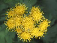 Cacaliopsis nardosmia gallery image #2