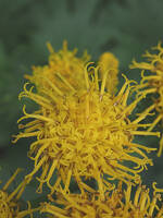 Cacaliopsis nardosmia gallery image #5