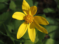 Arnica cordifolia gallery image #3