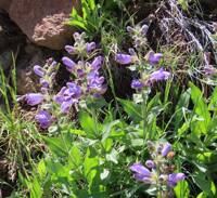 Penstemon glandulosus var. chelanensis gallery image #1