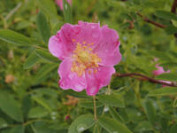 Rosa woodsii gallery image #1