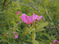 Rosa woodsii gallery image #2