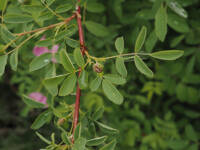 Rosa woodsii gallery image #3