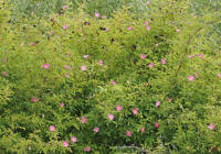 Rosa woodsii gallery image #4
