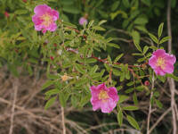 Rosa woodsii gallery image #5