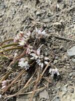 Allium crenulatum gallery image #1