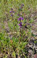 Penstemon washingtonensis gallery image #1