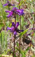 Penstemon washingtonensis gallery image #2