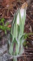 Agoseris grandiflora gallery image #1