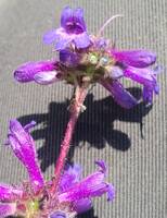 Penstemon washingtonensis gallery image #3
