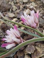 Allium crenulatum gallery image #4