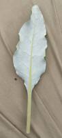 Eriogonum compositum var. lancifolium gallery image #1