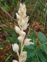 Cephalanthera austiniae gallery image #1