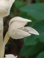 Cephalanthera austiniae gallery image #2