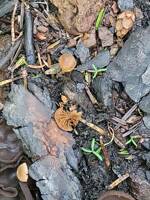 Crassisporium funariophilum gallery image #1
