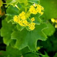 Alchemilla mollis gallery image #1