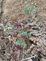 Astragalus whitneyi var. sonneanus gallery image #1