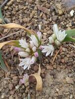 Allium crenulatum gallery image #6