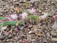 Allium crenulatum gallery image #7