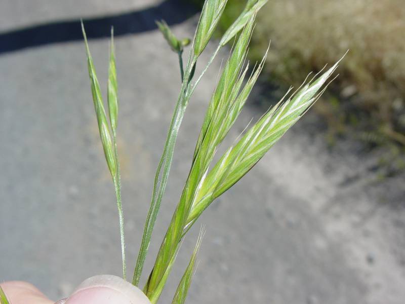 Brome Sitchensis