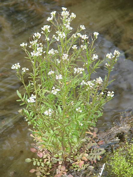 Pennsylvania Bitter Cress (Cardamine pensylvanica)