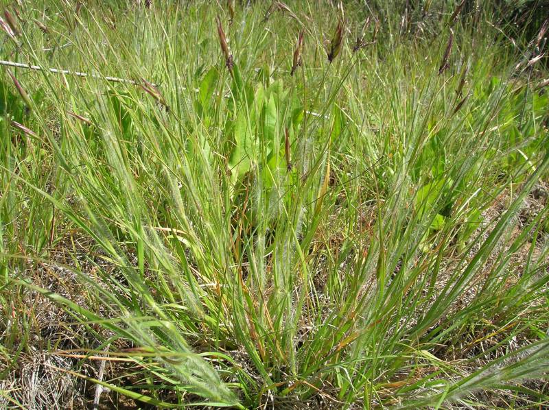 Danthonia unispicata - Burke Herbarium Image Collection